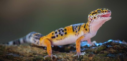 Luipaardgekko verzorgen | Complete verzorgingsgids