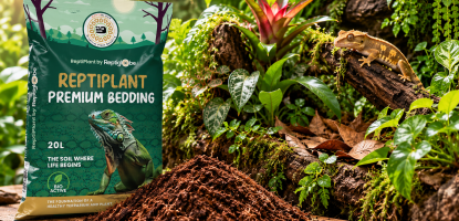 Welke bodem is het beste voor een bioactief terrarium?